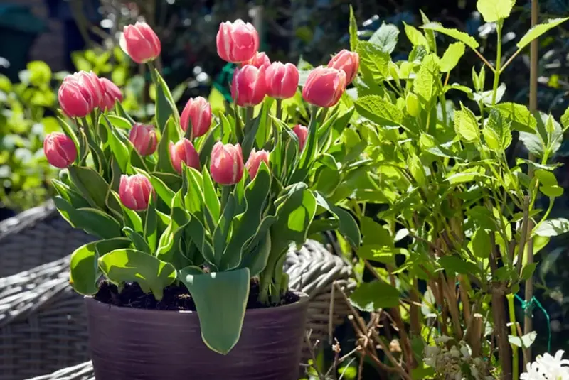 tulipany-v-kvetinaci-3