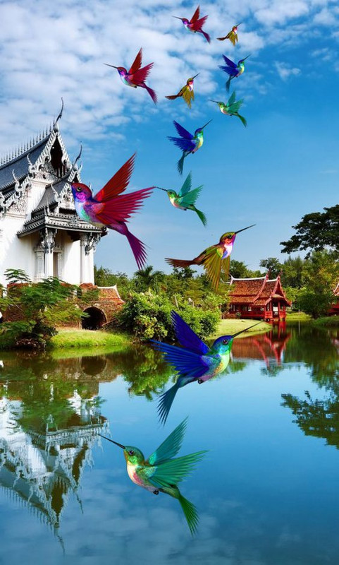 multi-colour-birds-new.jpg