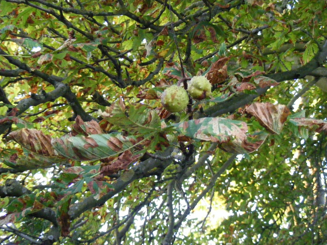 horse-chestnut-tree.jpg