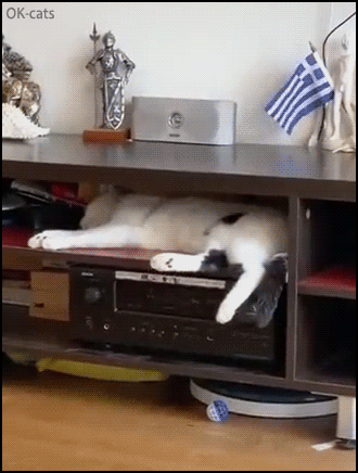 Amazing-Cat-GIF-Cat-having-an-horrible-nightmare-falls-on-the-floor-but-decided-to-continue-its-n.gif