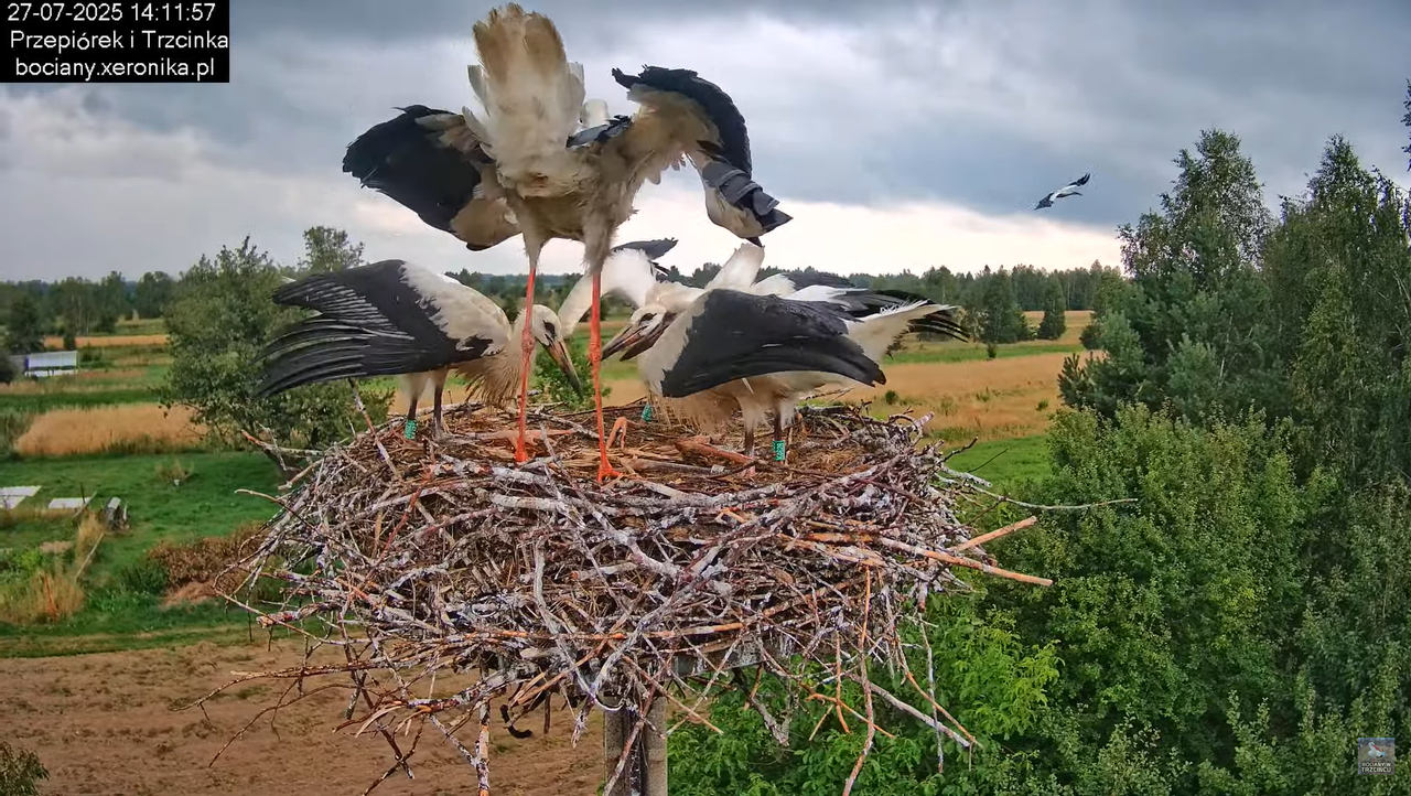 27072025bociany38