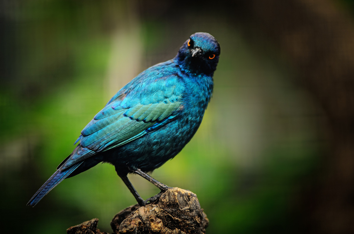 Turquoisebird.jpg