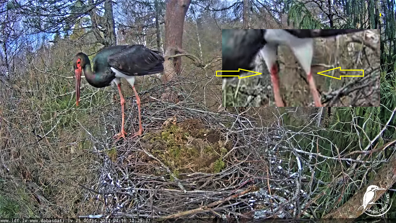 Melnais stārķis (Ciconia nigra) Siguldas novadā - LDF tiešraide 13-37-47 screenshot