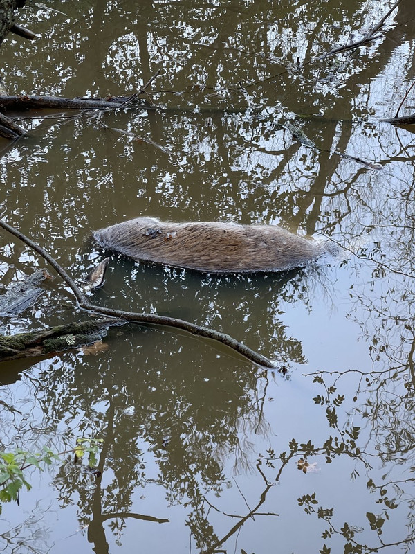 A7A34B2D-31A7-4CAB-9F1A-38F86D87CAC0