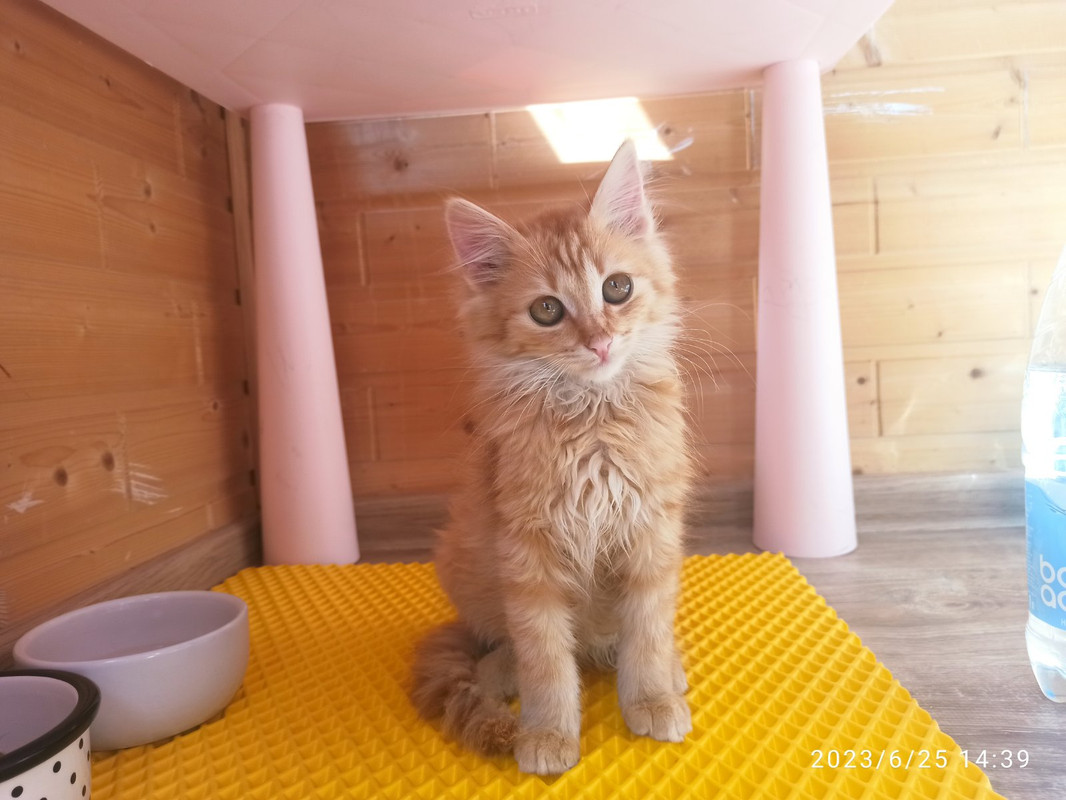 IMG-58d2191dacfd9e1fe7d9d9763f83a5aa-V