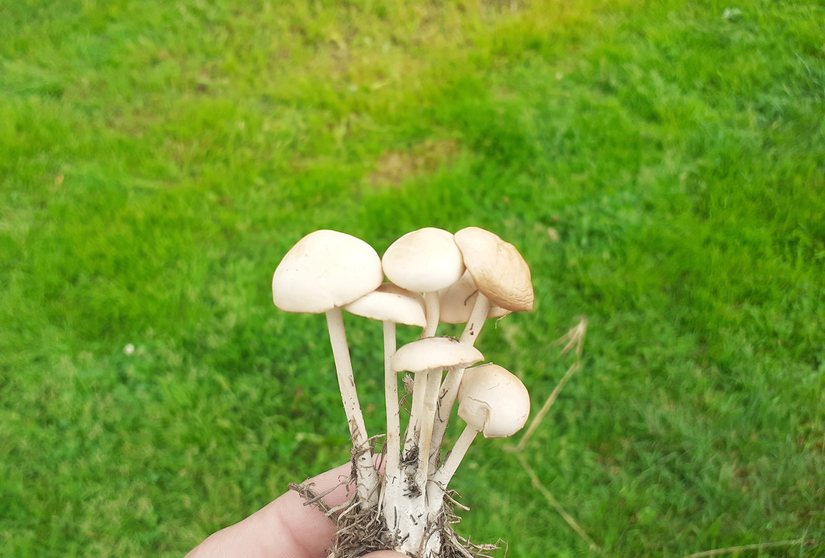 луговые опята