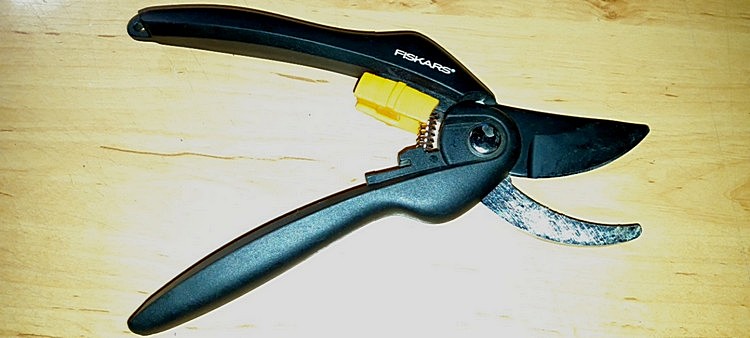 scv-15547521953936826358605958853846