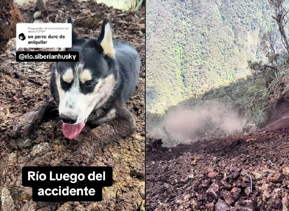 Perro es tragado por deslave de cerro, pero logra sobrevivir y se hace viral