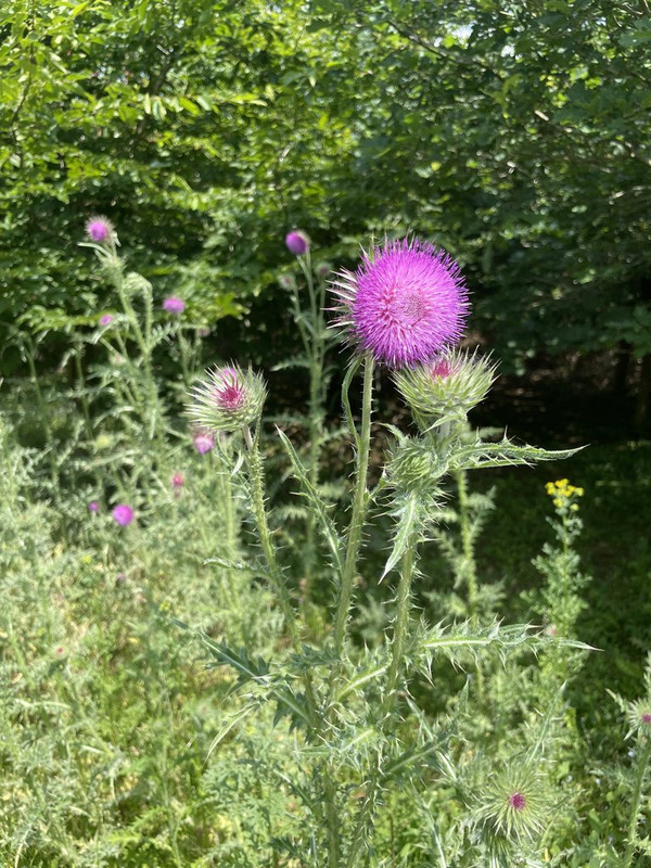 thistle.jpg