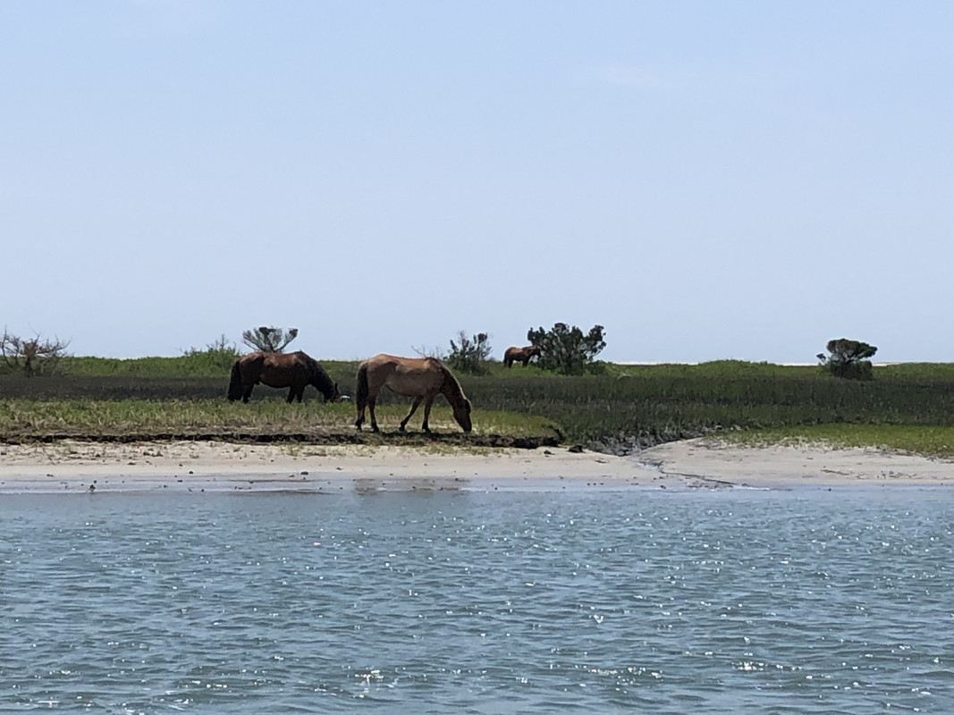 Crusing-Beaufort-area-5-27-21-wild-horses.jpg