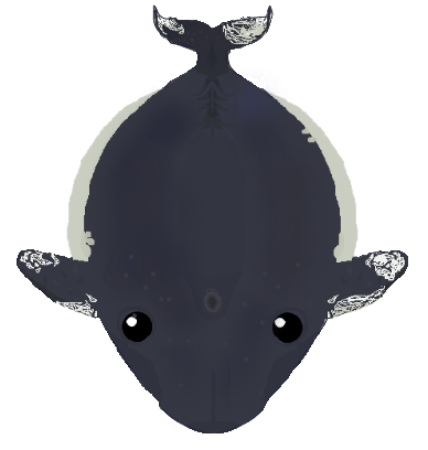 graywhale