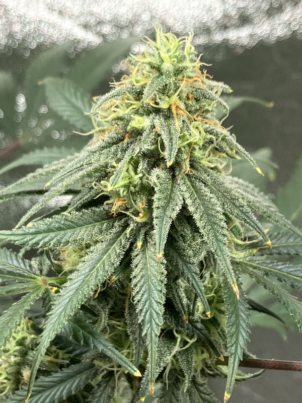 F1A14D17-2A8A-4E3B-BED7-30A2A07E3E7E