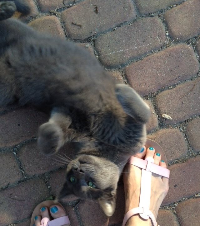 КотСерыйЛена (6)