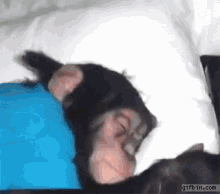 sleepy-sleepy-monkey.gif