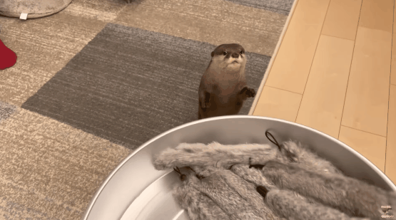 Otter-Genot.gif