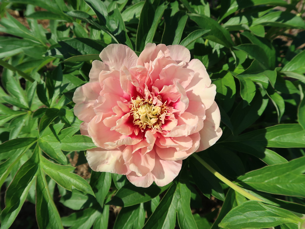 Пион ITOH Carolina constabel 2
