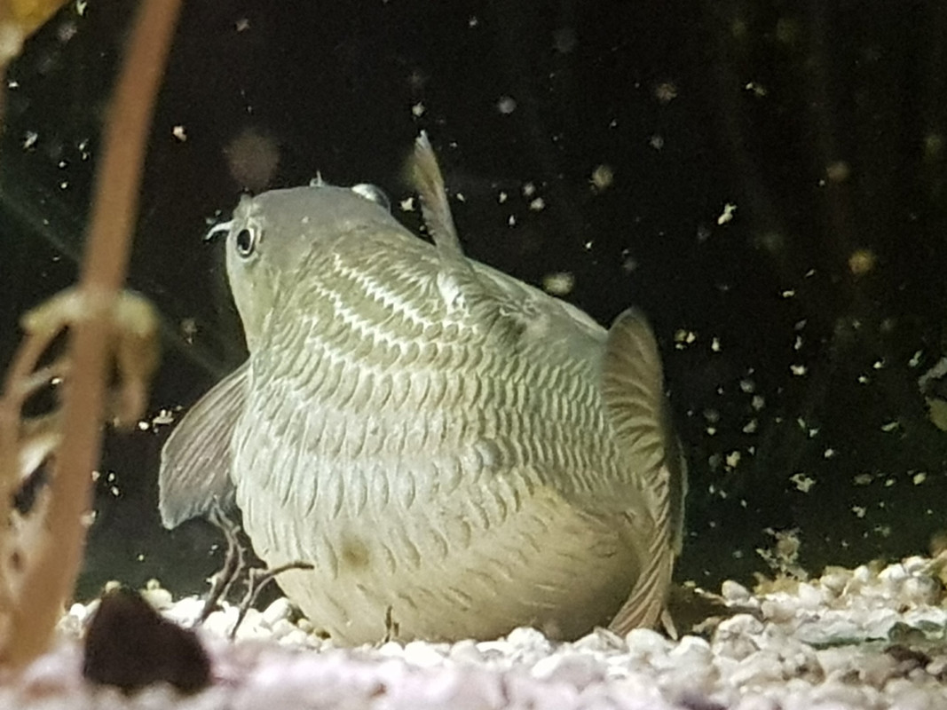 15490600401225048089405607029563