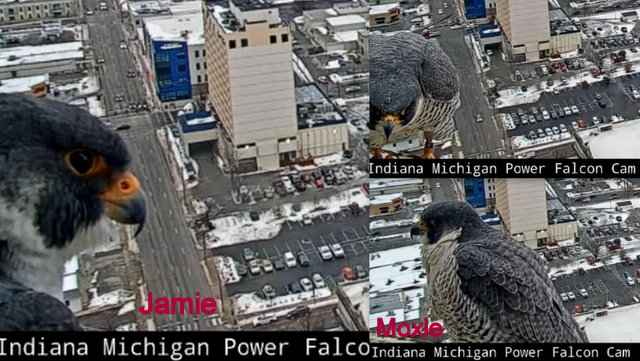 Fort Wayne falcon cam - Pagina 2 Przechwytywanie-w-trybie-pe-noekranowym-10-02-2022-201642