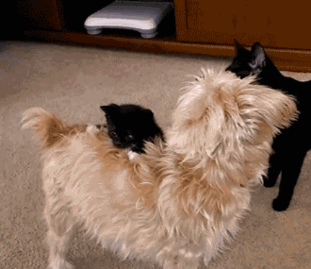 58.gif