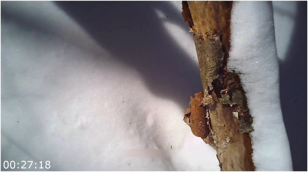 Bigfoot-Witness-The-Jason-Morse-Story-2022-720p-WEB-H264-PFa.jpg