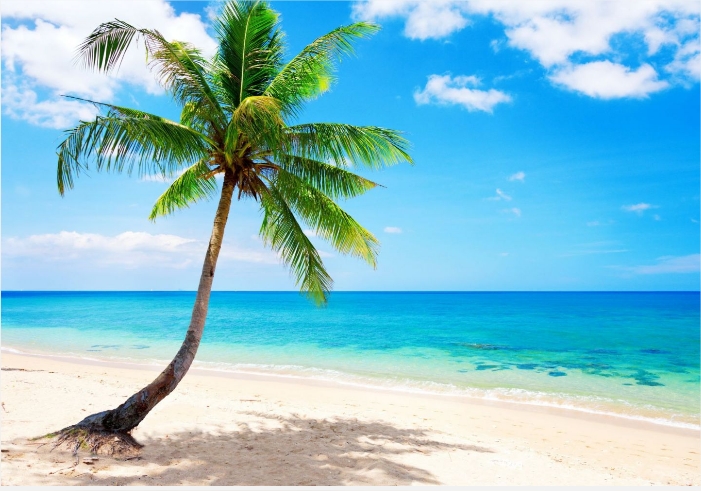 Palm-paradise-emerald-ocean-tropical-coa