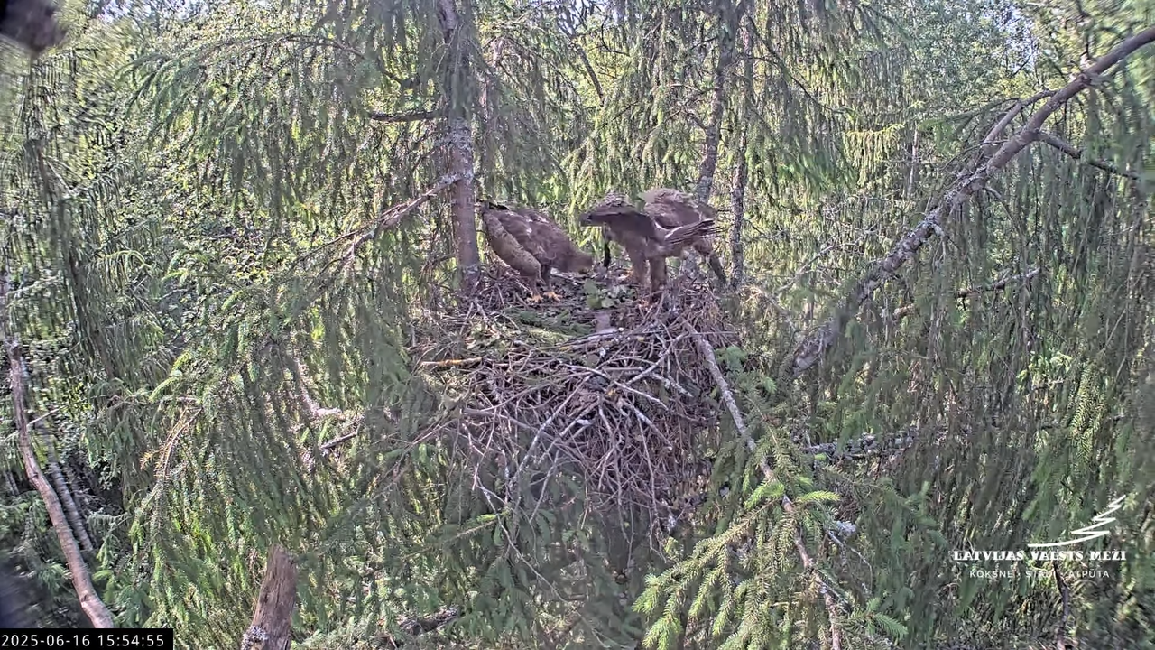 LVM mazais ērglis Lisiņa, egle2 – Lesser Spotted Eagle 7-37-10 screenshot