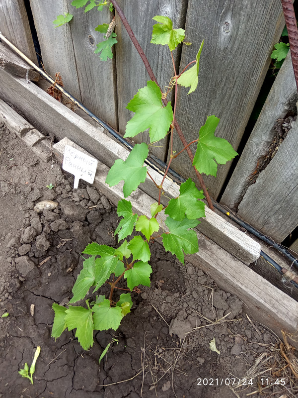 16271019477368686989682046769558