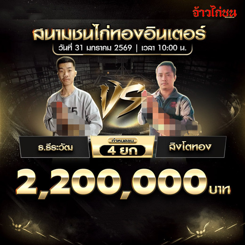 โปรแกรมไก่ชน คู่เด่น สิงโตทอง พบ พยัคฆ์แดนอีสาน88 สนามชนไก่ทองอินเตอร์ 31 มกราคม 2569