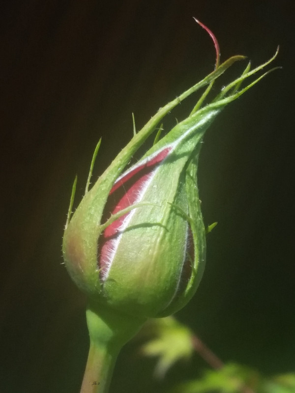 [Image: Rose1.jpg]