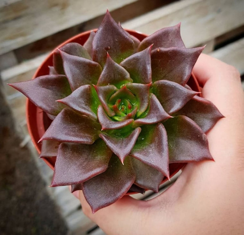 Suculentas ¿Qué tipos de la Echeveria protegen tu casa, según el Feng Shui?