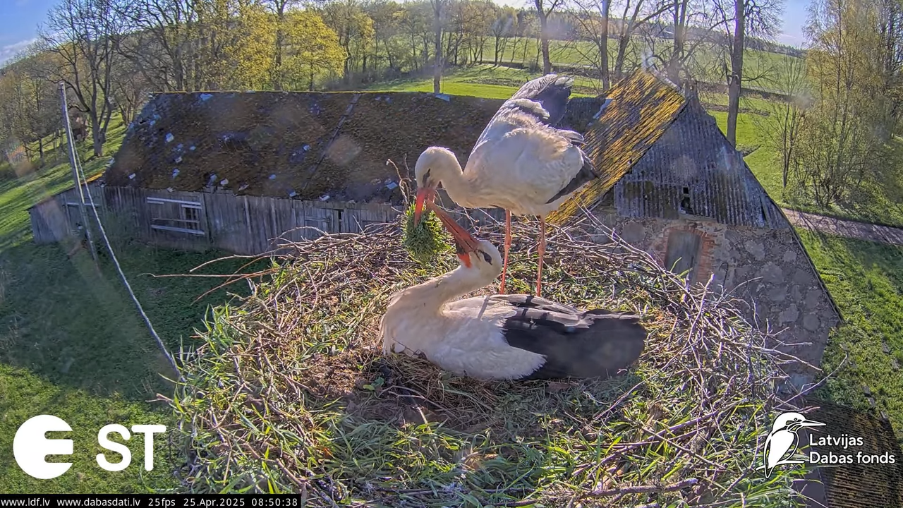 (26) Baltie stārķi (Ciconia ciconia) Tukuma novadā __ White storks in Tukums, Latvia - YouTube - 416