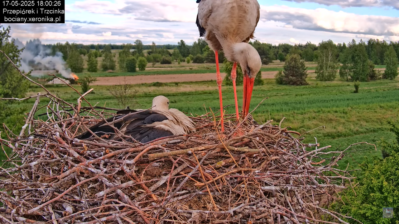 17052025bociany38