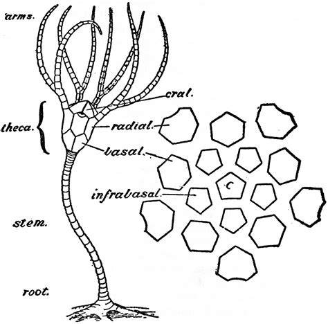 a diagram of a crinoid's anatomy. on the left a full crinoid is pictured with the root, stem, theca (head), and arms labeled. on the left the plates of the theca are drawn out as though seen from above to illustrate the organization of the infrabasal (bottom), basal (middle), radial (upper), and oral (mouth) plates. the central plate has a bump to indicate the stem attachment. every aspect of the crinoid has 5-fold symmetry. image from the 1911 Enclyclopdia Britannica, Vol. 8