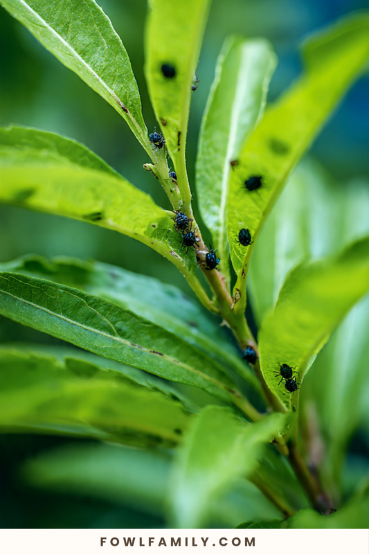 4 Pest Problems in Plants for Identification and Solutions