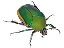 tumblr-d08fefba6d75867a5b42dd8636c3b791-b7846d83-640.png