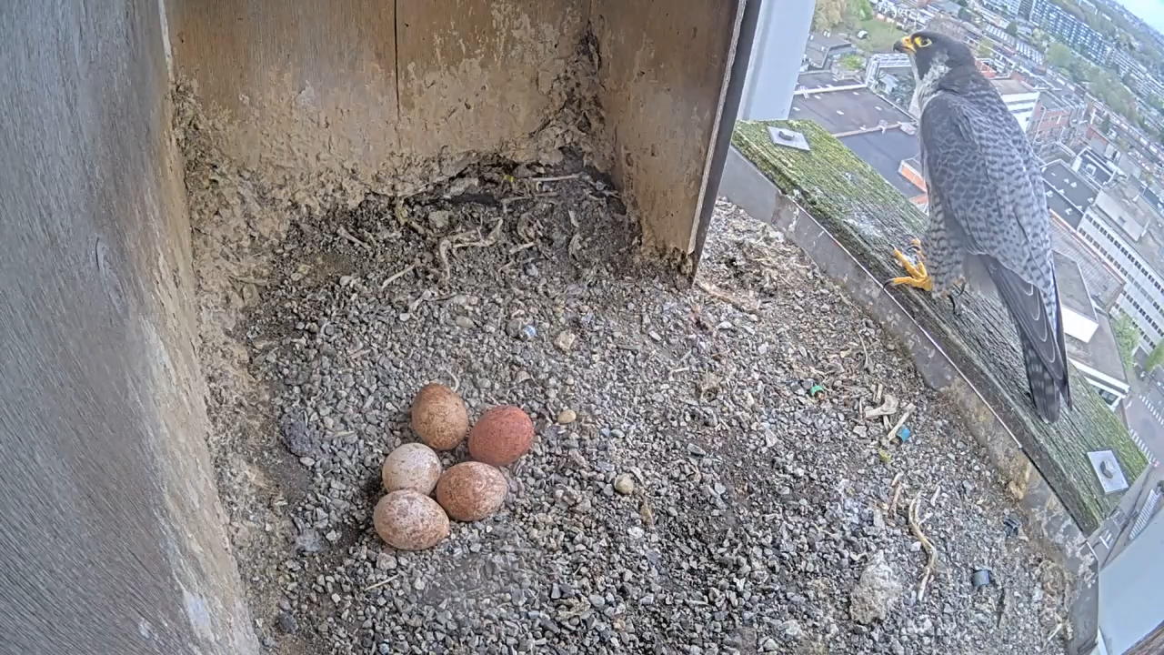 Schermafbeelding 2026 04 11 122701