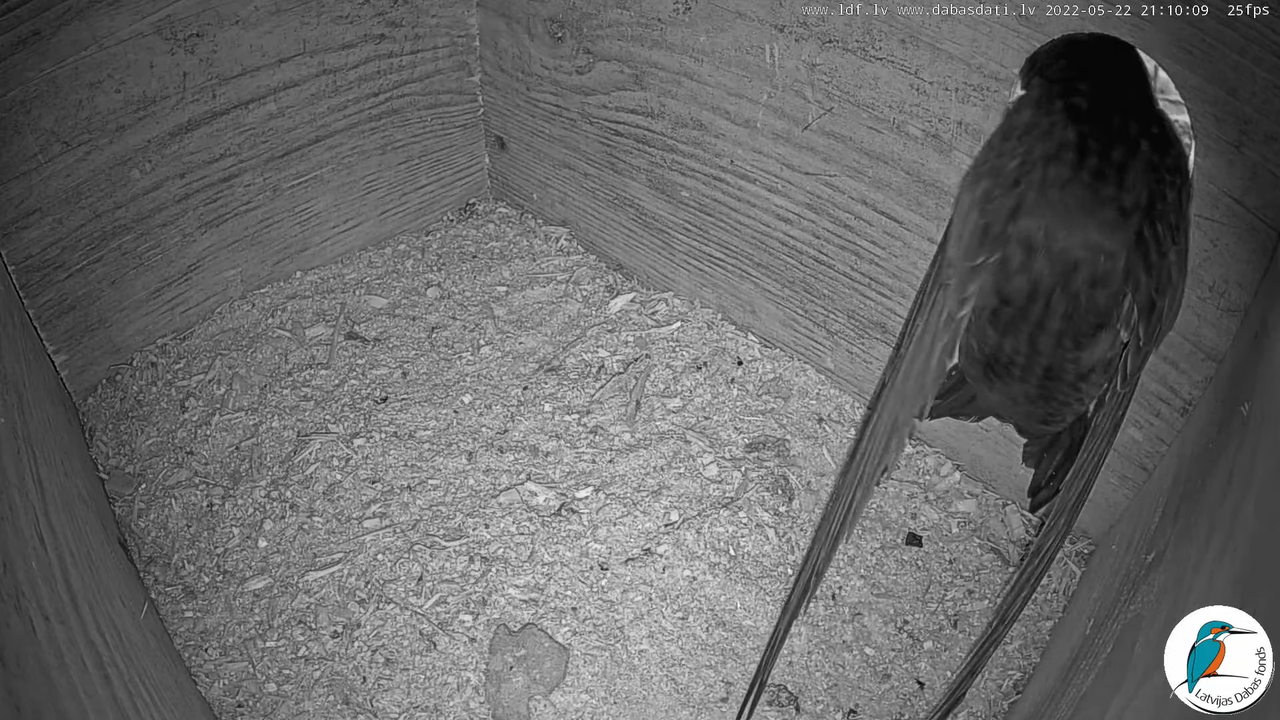 Svīre (Apus apus) Cēsu pils - LDF tiešraide _ Būris 12-35-34 screenshot