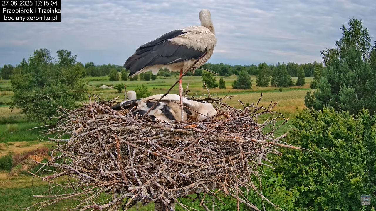 27062025bociany37