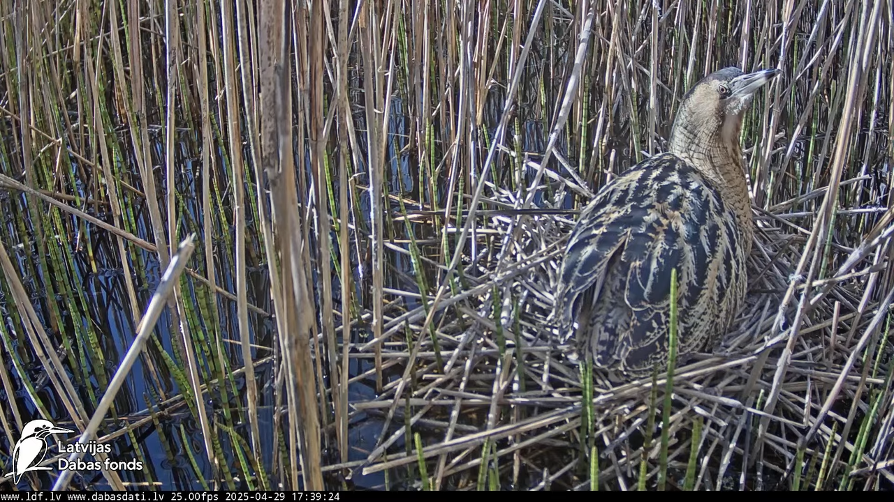 LDF Lielais dumpis (Botaurus stellaris) Zemītes pagastā 10-47-12 screenshot