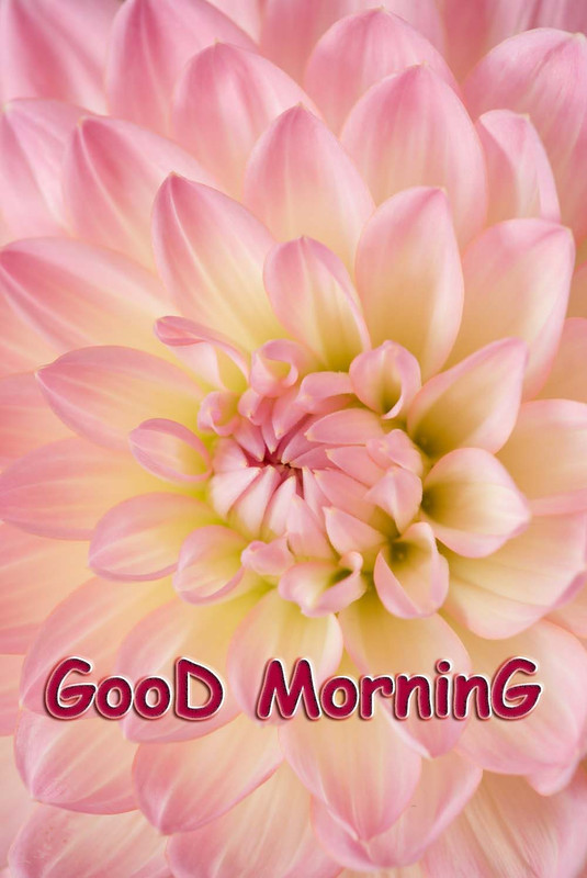 Good Day pictures, Good Day images, Good Day graphics, Good Day scraps, comments, Pics, Fotos, Photos, Facebook, Whatsapp, Instagram, Myspace, Hi5, Friendster and more day graphics