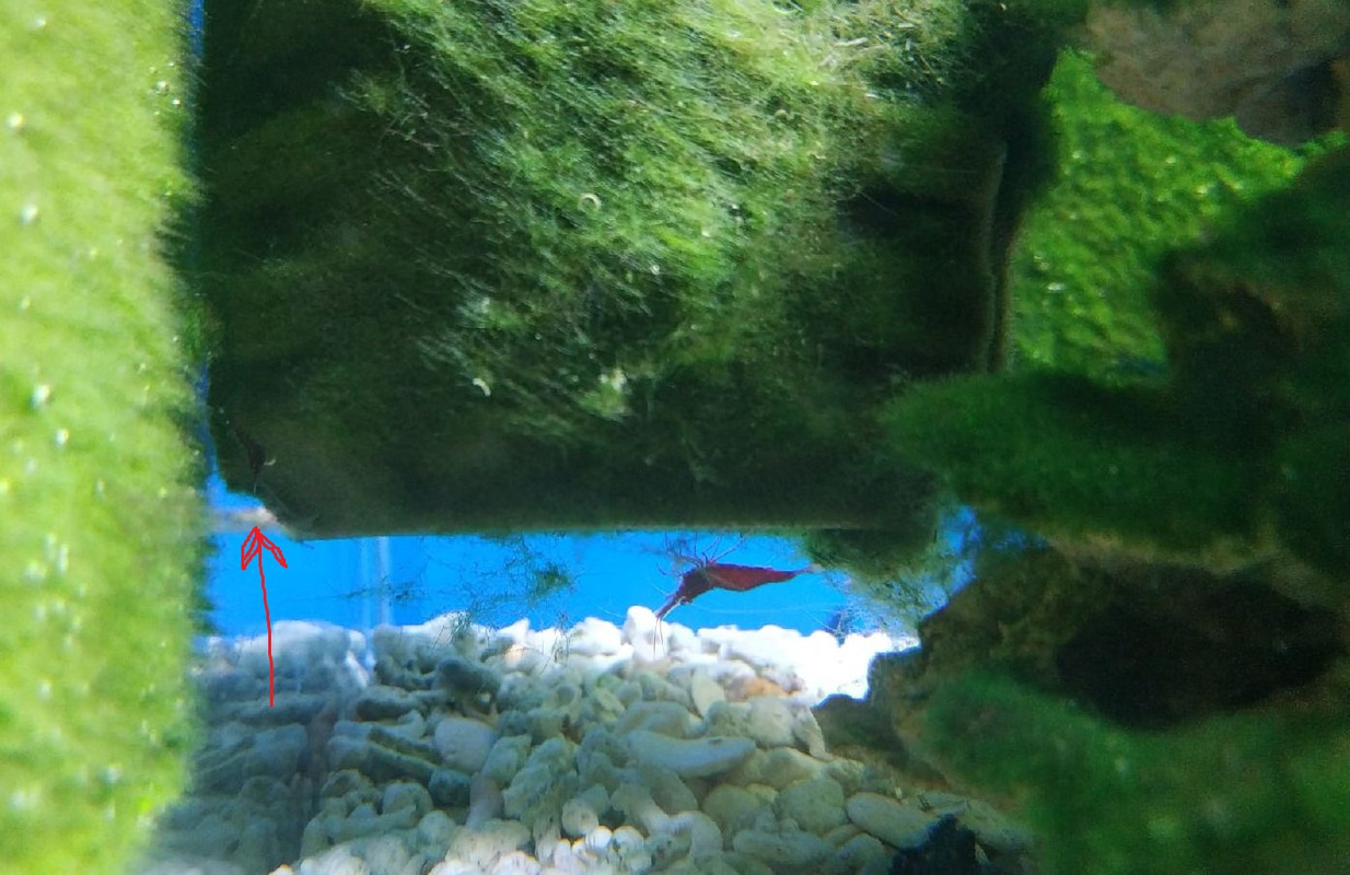 Малек суловеси