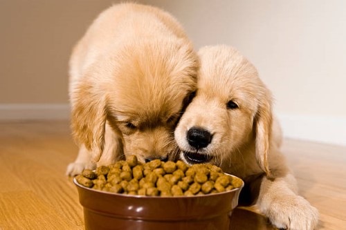 weight management dog foods