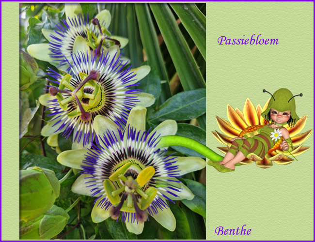 Passiflora