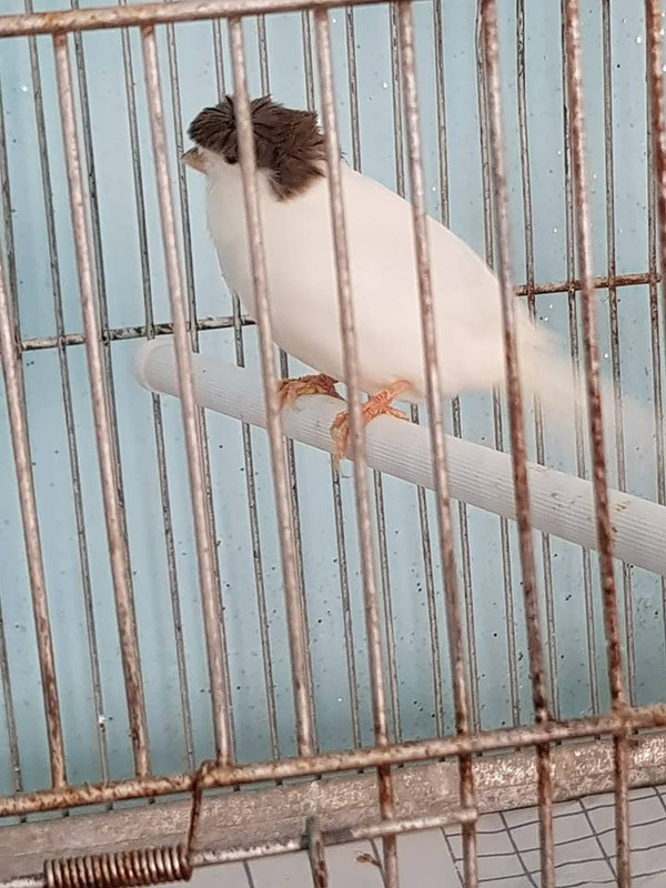 صورة