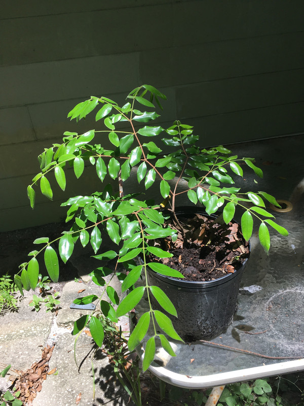 Grafted guaquiea