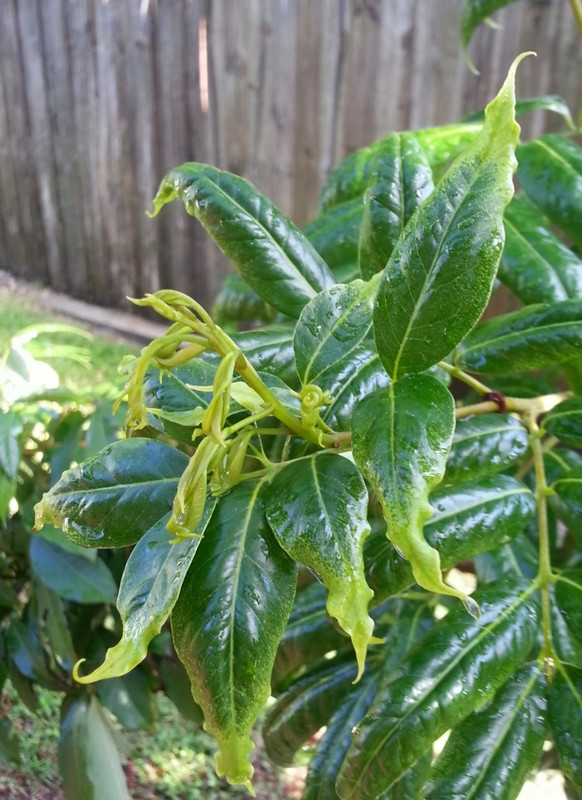 Lychee Leafa (751x1033)