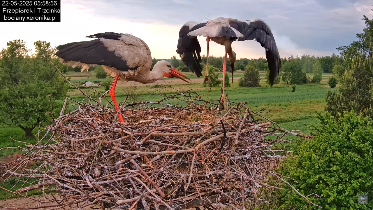 22052025bociany4