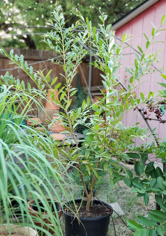 20190928_182734PStria1