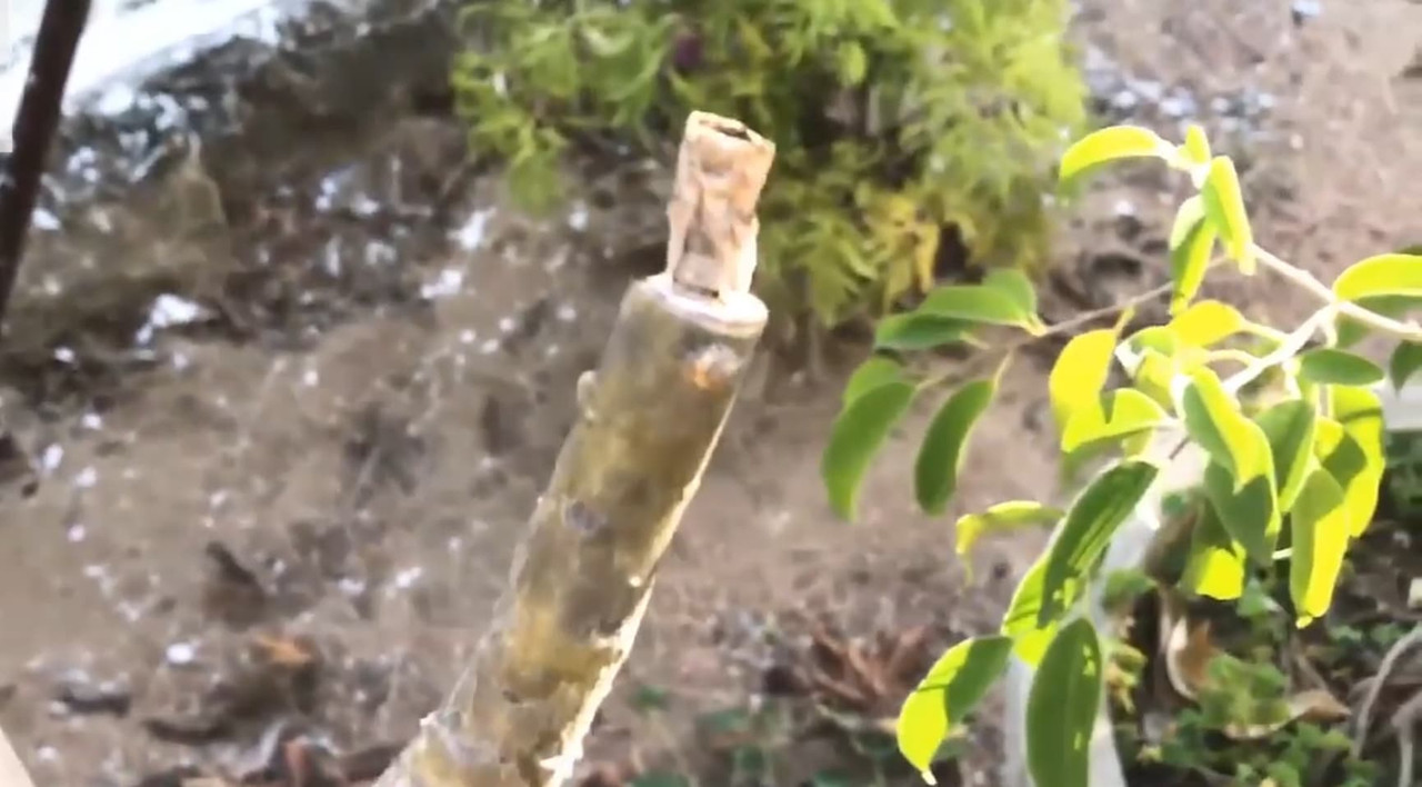 failed-adenium-graft.jpg
