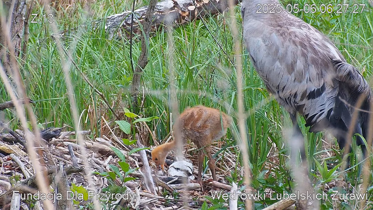 Kamera na żywo gniazdo żurawia, okolice Poleskiego PN. Live cam nesting common crane, Polesie Poland